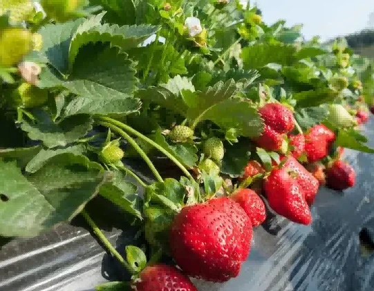 strawberry seedlings