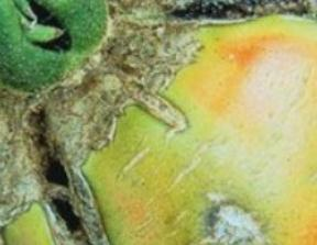 tomato cracked fruits tomato cracked fruits