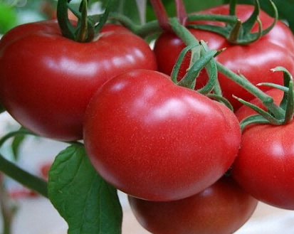 tomato tomato