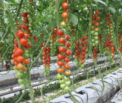 tomato cracked fruits1 tomato cracked fruits1
