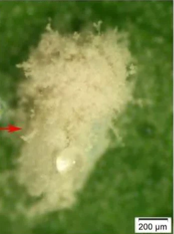 Cordyceps javanica1