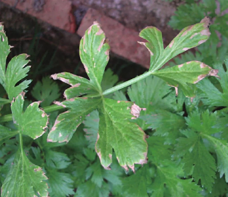 Alternaria leaf blight of celery1