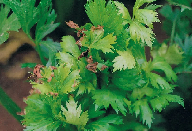 Alternaria leaf blight of celery