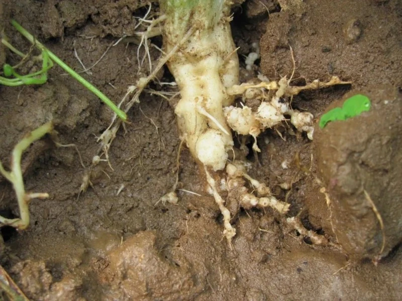 Sclerotinia Sclerotinia