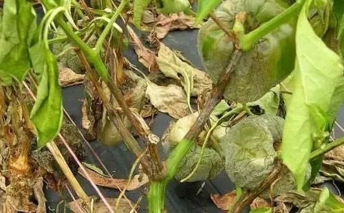 early blight early blight