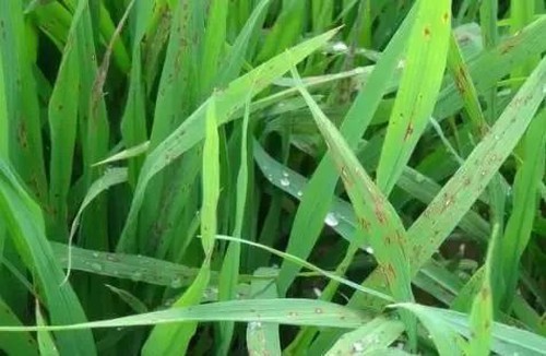 Kasugamycin Kasugamycin