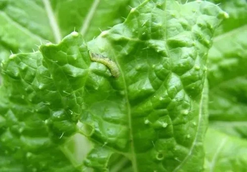 chlorantraniliprole·pymetrozine application chlorantraniliprole·pymetrozine application