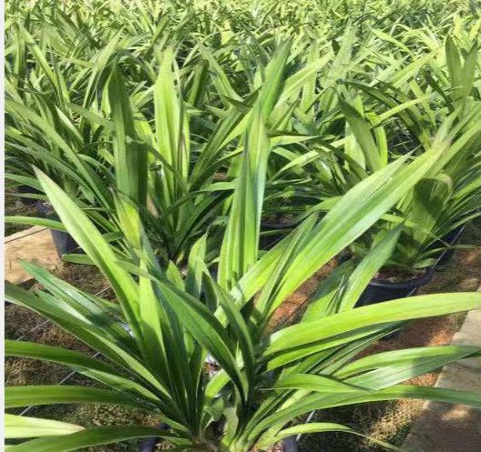 Bifenazate applications Bifenazate applications