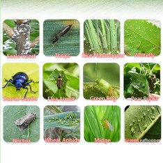 Thiamethoxam application Thiamethoxam application